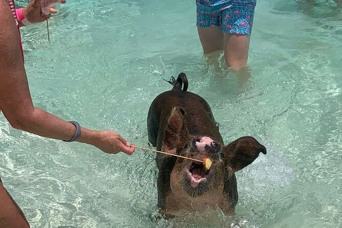 nassau-half-day-reef-snorkeling-turtles-swimming-pigs