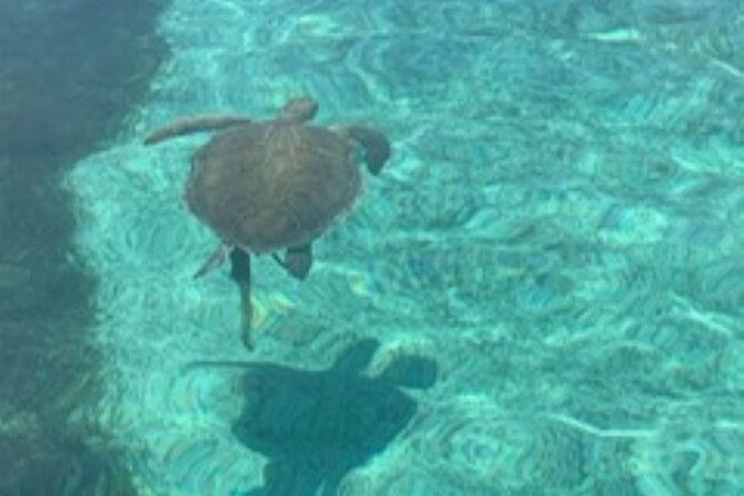 nassau-half-day-reef-snorkeling-turtles-swimming-pigs