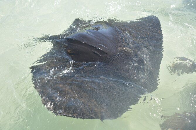 nassau-harbor-boat-tour-blue-lagoon-pig-island-and-more