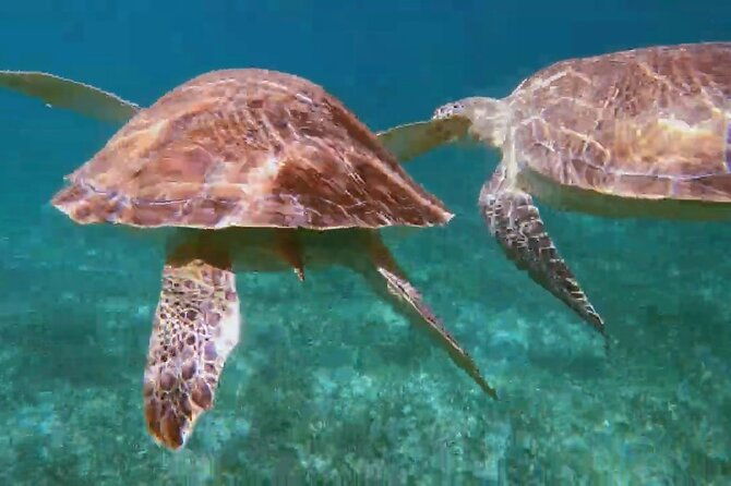 nassau-private-island-snorkeling-turtles-drinks-bbq