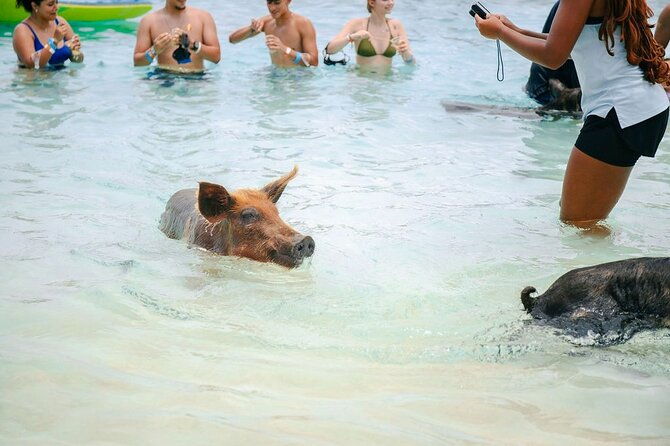 nassau-swimming-pigs-of-rose-island-express-water-taxi