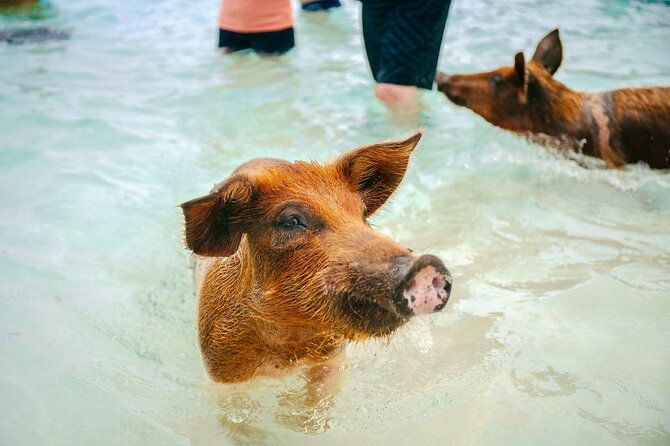 nassau-swimming-pigs-of-rose-island-express-water-taxi