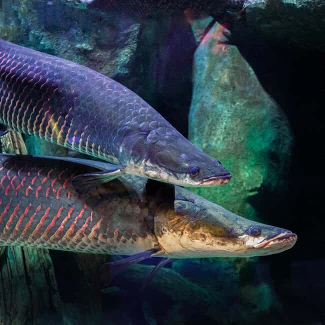 National Aquarium & Adrenark Adventure Combo Ticket - FAQ
