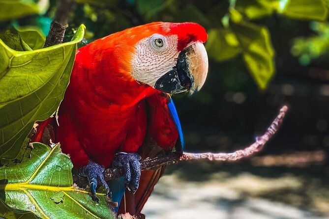 national-aviary-mambo-beach-club-baru-playa-blanca