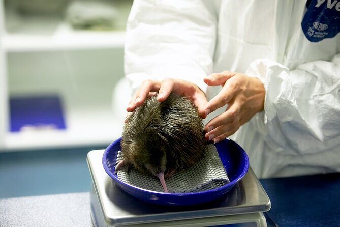National Kiwi Hatchery - Kiwi Encounter Guided Tour - Introduction  