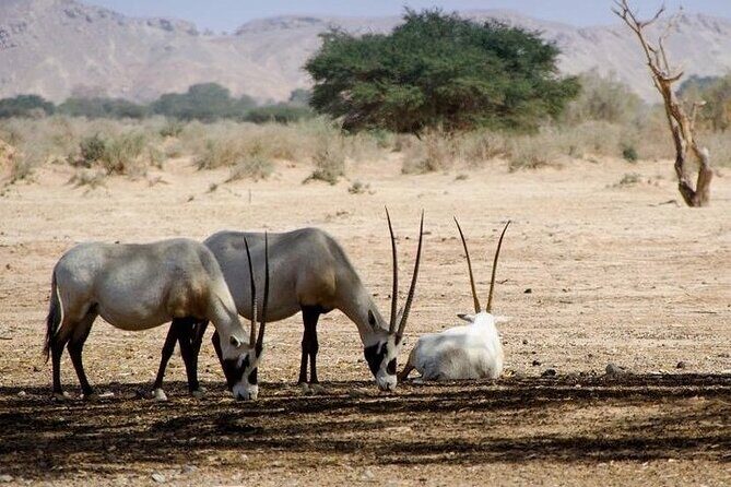National Park desert safari 4x4 & Admission tickets - Logistics and Comfort