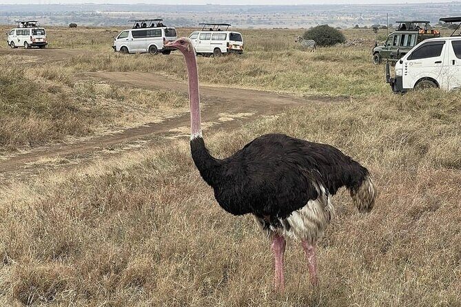 National Park Half-Day Group Tour in Nairobi with Pickup - What to Expect on the Tour
