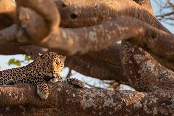 National Park Half-Day Group Tour in Nairobi with Pickup - Who Should Consider This Tour?