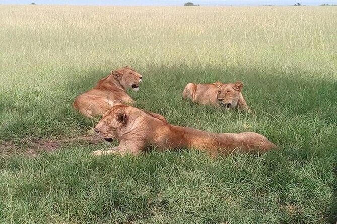 National Park Half-Day Group Tour in Nairobi with Pickup - FAQ