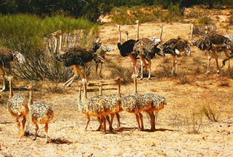 National park & Sahara Desert with Lunch and Camel Ride - FAQs
