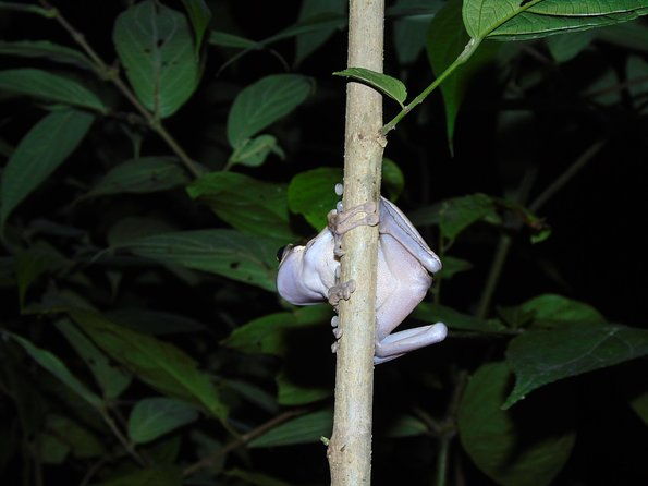 nativos-corcovado-night-hike-in-drakebay