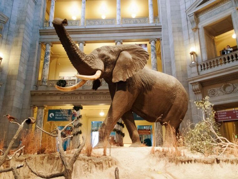 natural-history-museum-american-history-museum