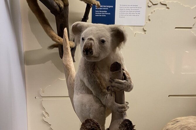 natural-history-museum-self-guided-tour-for-kids-in-english