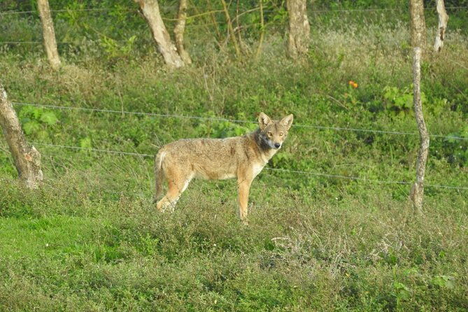 natural-history-tour-at-curi-cancha-reserve-in-monteverde
