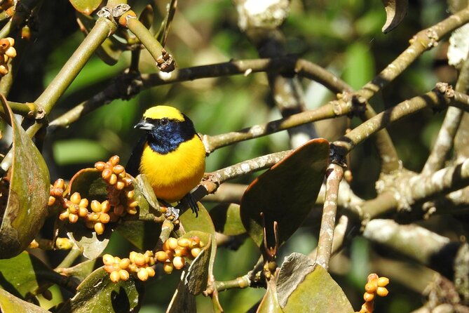 natural-history-tour-at-curi-cancha-reserve-in-monteverde