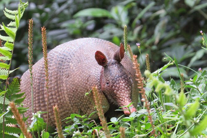 natural-history-tour-at-curi-cancha-reserve-in-monteverde