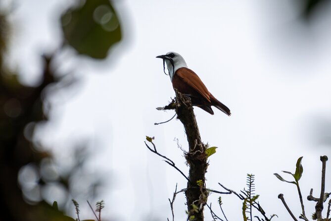 natural-history-walk-in-monteverde-cloudforest-preserve
