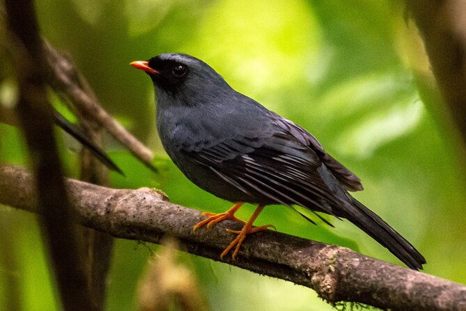 natural-history-walk-in-monteverde-cloudforest-preserve