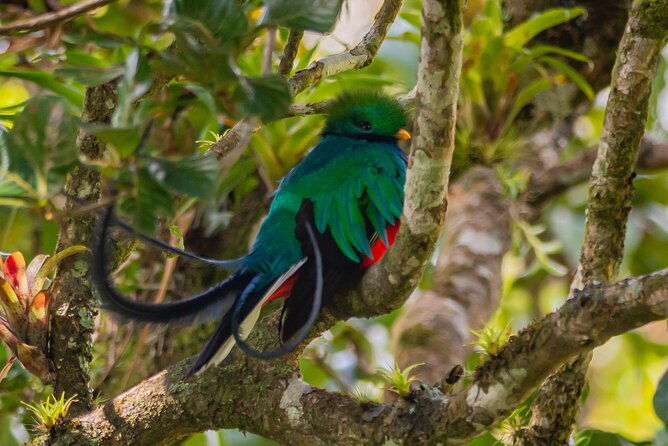 natural-history-walk-in-monteverde-cloudforest-preserve