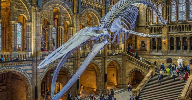 natural-museum-adventure-gems-volcanoes-dinosaurs