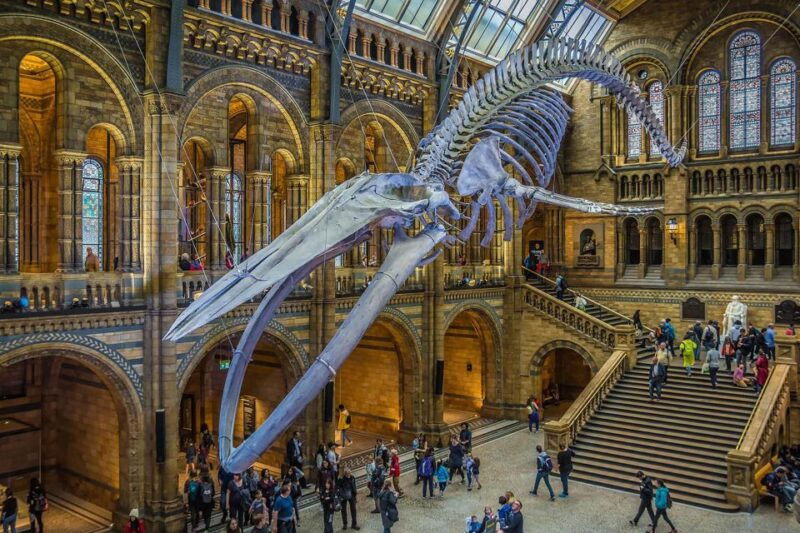 natural-museum-diplodocus-to-blue-whale-wonders