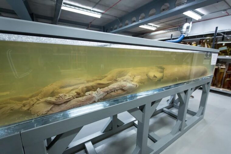 natural-museum-diplodocus-to-blue-whale-wonders