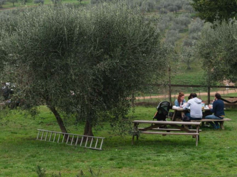 Natural Park and Picnic Experience near Florence - Pricing and Value