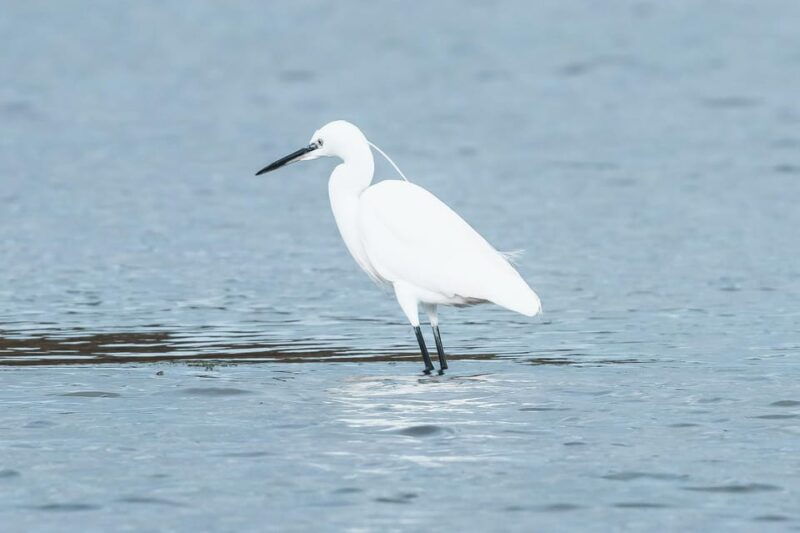 natural-park-of-albufera-des-grau-hiking-bird-watching