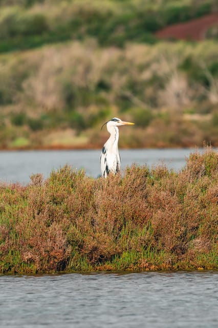 natural-park-of-albufera-des-grau-hiking-bird-watching