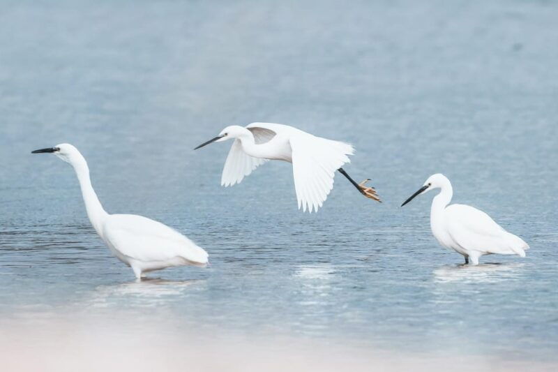 natural-park-of-albufera-des-grau-hiking-bird-watching
