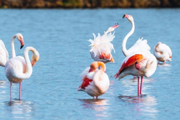 natural-park-of-albufera-des-grau-hiking-bird-watching