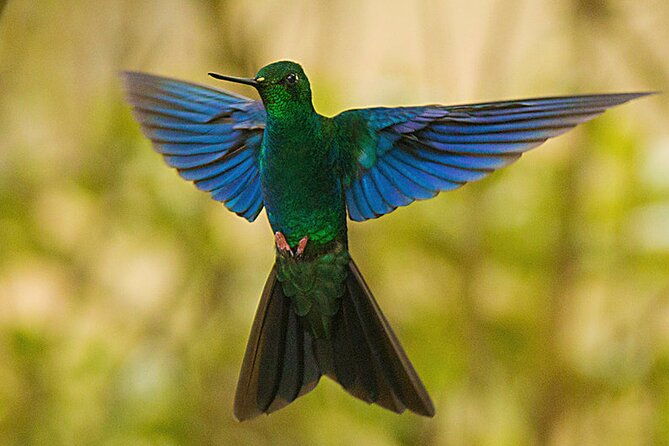 nature-and-birding-experience-in-yanachocha-reserve