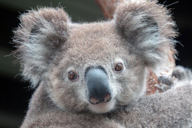 Nature and Wildlife: Australia in One Day - Private Tour - Nature and Wildlife: Australia in One Day - Private Tour