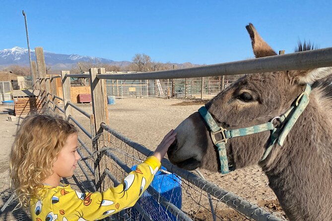 nature-health-farms-petting-zoo-alpaca-farm-pahrump-death-valley