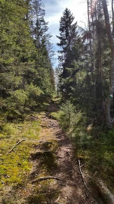 Nature Hike from Stockholm - An Escape Into Swedish Wilderness