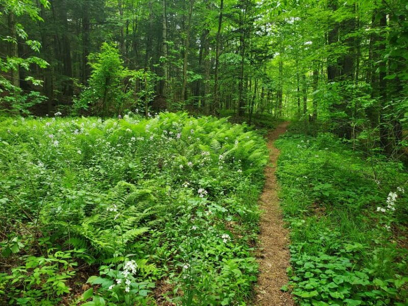 nature-immersion-at-a-forest-sanctuary-with-private-guide