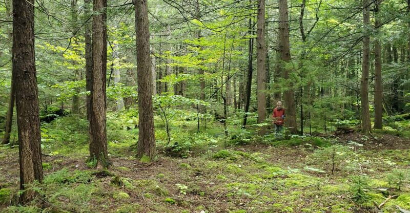 nature-immersion-at-a-forest-sanctuary-with-private-guide