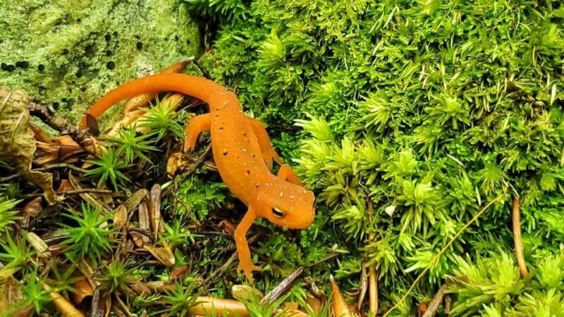 nature-immersion-at-a-forest-sanctuary-with-private-guide