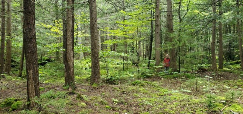 nature-immersion-at-a-forest-sanctuary-with-private-guide