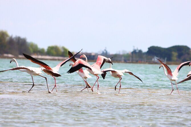 Nature Kayak Tour: Exploring Europes Largest Lagoon - FAQs