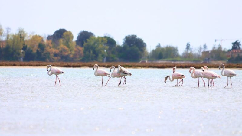 nature-kayak-tour-exploring-europes-largest-lagoon