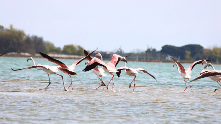 nature-kayak-tour-exploring-europes-largest-lagoon