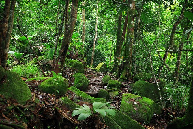 Nature trail - Morne Blanc (Mahe) - Exploring the Morne Blanc Trail: A Deep Dive  