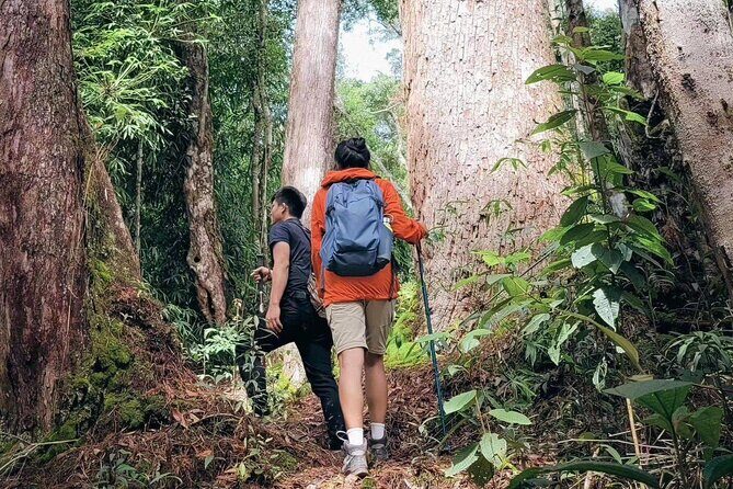 Nature Trails & Guided Adventures in Cuc Phuong National Park - Exploring Cuc Phuong National Park: A Practical Guide to the Nature Trails & Guided Adventures