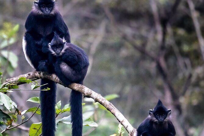 Nature Trails & Guided Adventures in Cuc Phuong National Park - Key Points