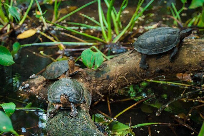 Nature Trails & Guided Adventures in Cuc Phuong National Park - Who Will Love This Tour?