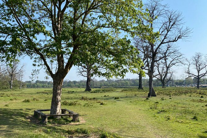 Nature Walk in Chitwan Jungle Safari with Guide - An In-Depth Look at the Experience