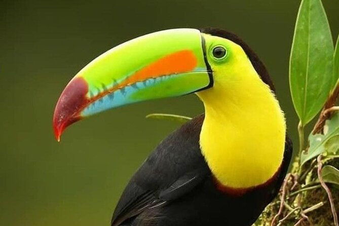 nature-walk-in-curicancha-reserve