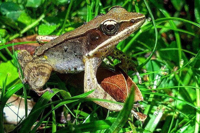 nature-walk-in-curicancha-reserve