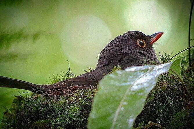 nature-walk-in-curicancha-reserve